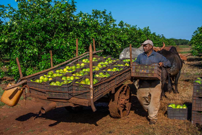¿Por qué Cuba produce hoy 10 veces menos cítricos que en 1990?