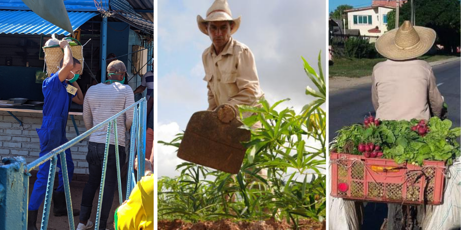 APOYAN POR TODA CUBA LAS DEMANDAS DE “SIN CAMPO NO HAY PAÍS”
